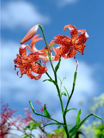 Lilium tigrinum.jpg